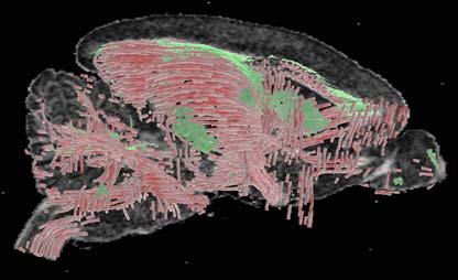 Comparative {3D} Anatomy of the Prosimian Brain:{DTI} and Histological Studies