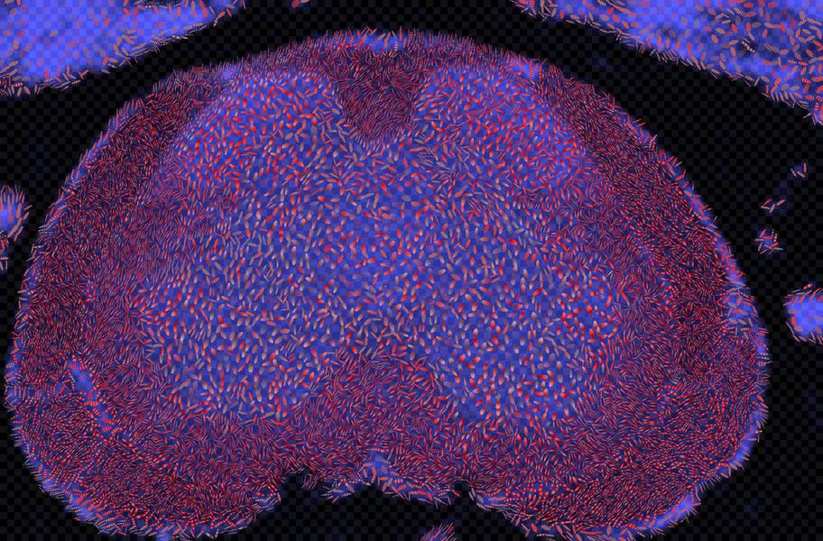 Visualizing Diffusion Tensor Images of the Mouse Spinal Cord