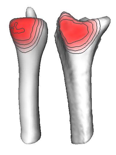 Visualization of Contact Areas and Ligament Paths in Joints