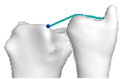 Visualization of Contact Areas and Ligament Paths in Joints