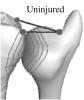 Estimating joint contact areas and ligament lengths from bone kinematics and surfaces